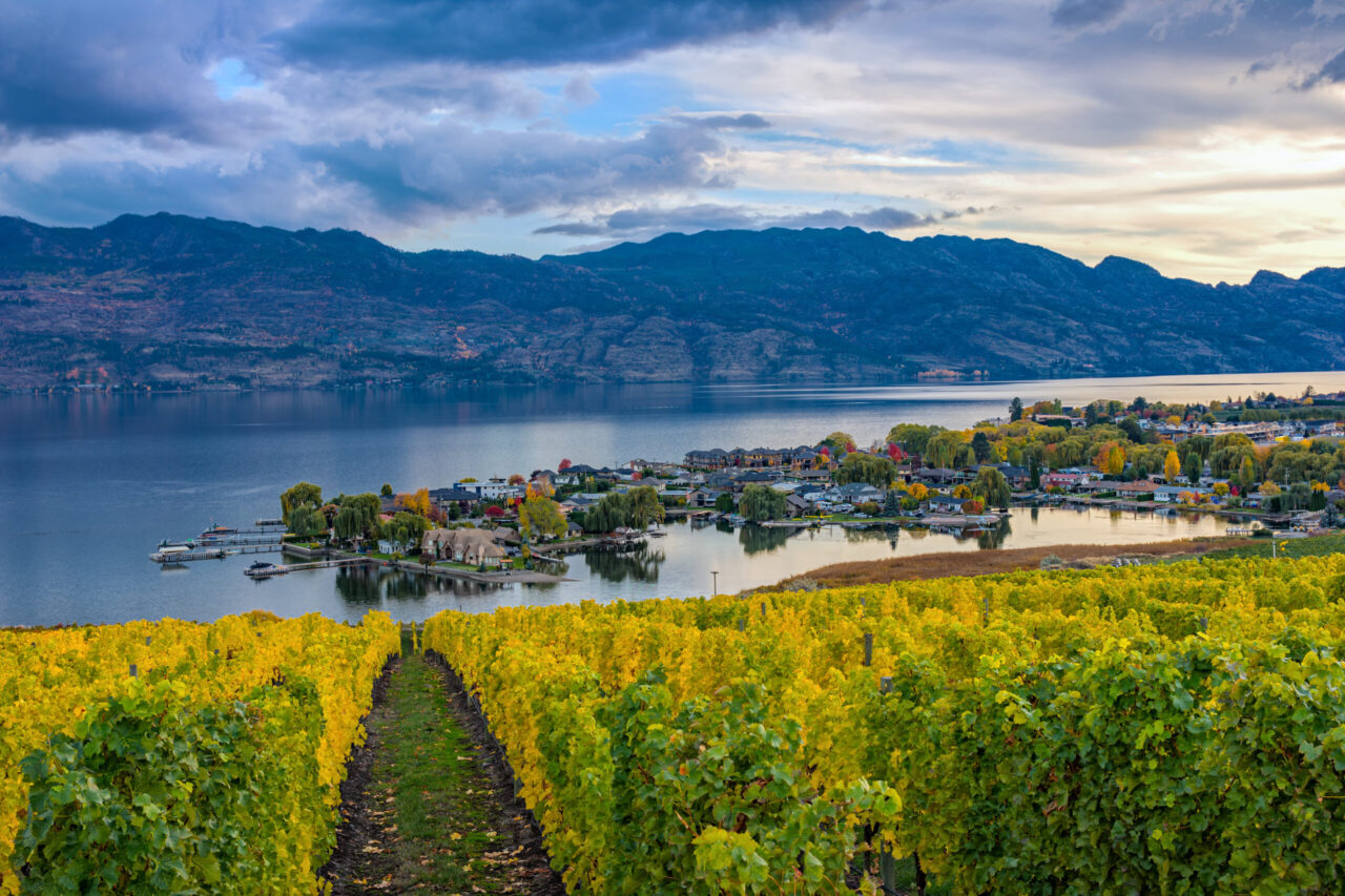 Vineyard rows above Okanagan Lake, with waterfront buildings and mountains across the water.