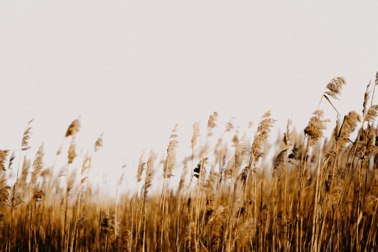 Wheat Grass