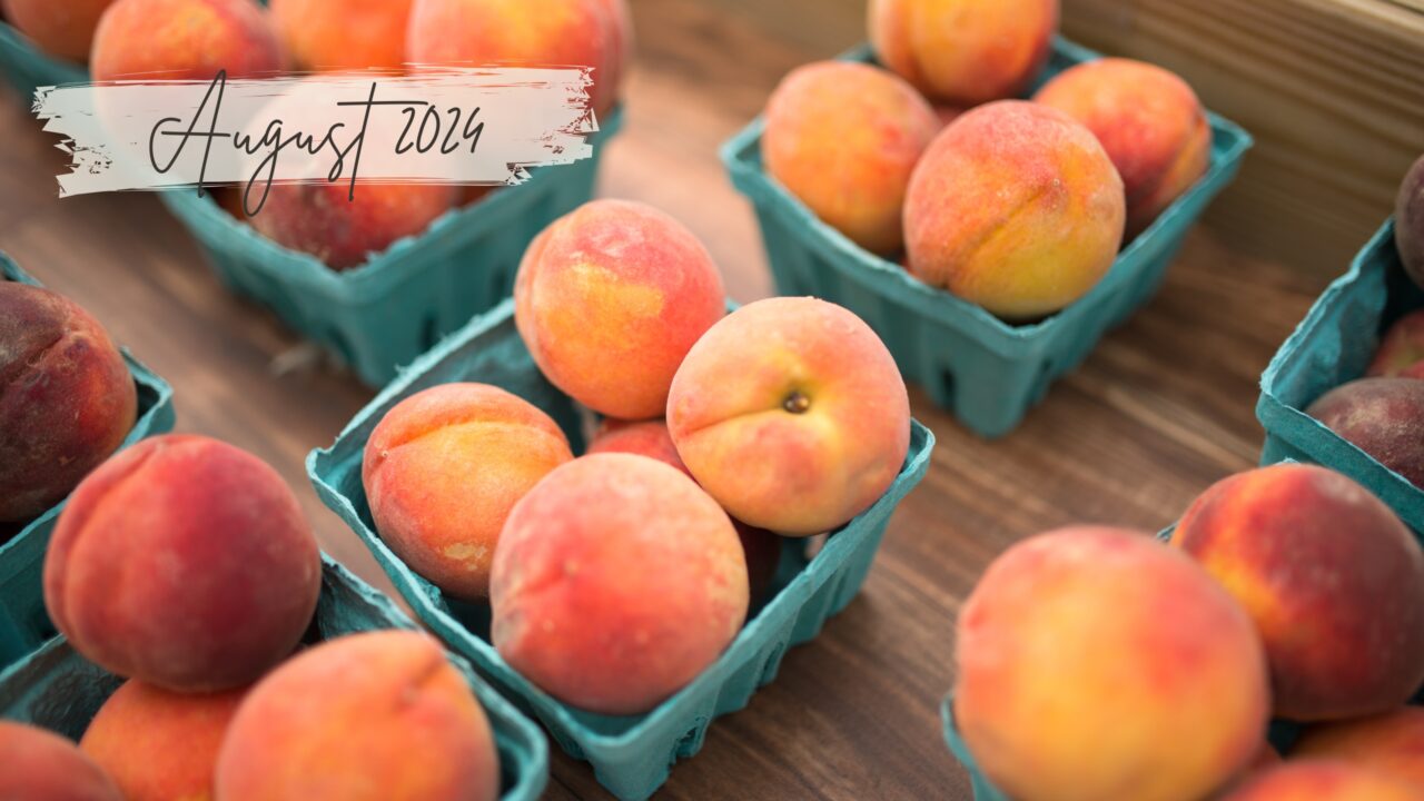 August 2024 Newsletter