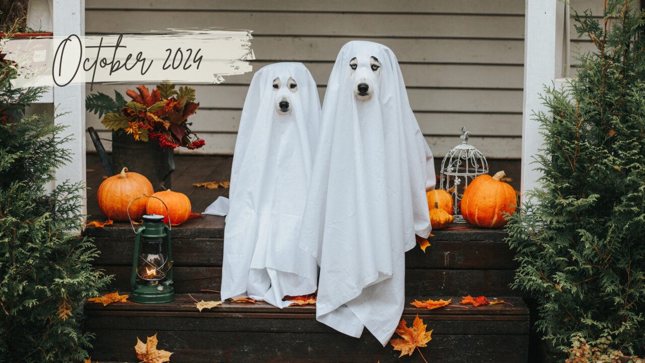 October 2024 Newsletter