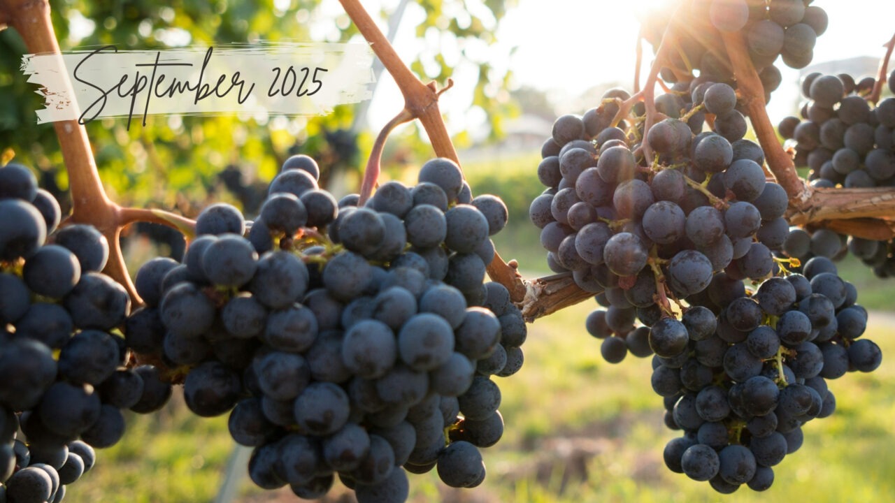 September Newsletter