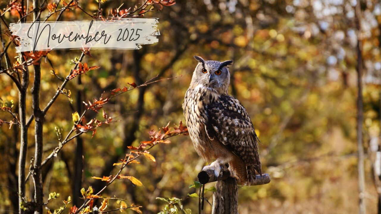 November 2025 Newsletter