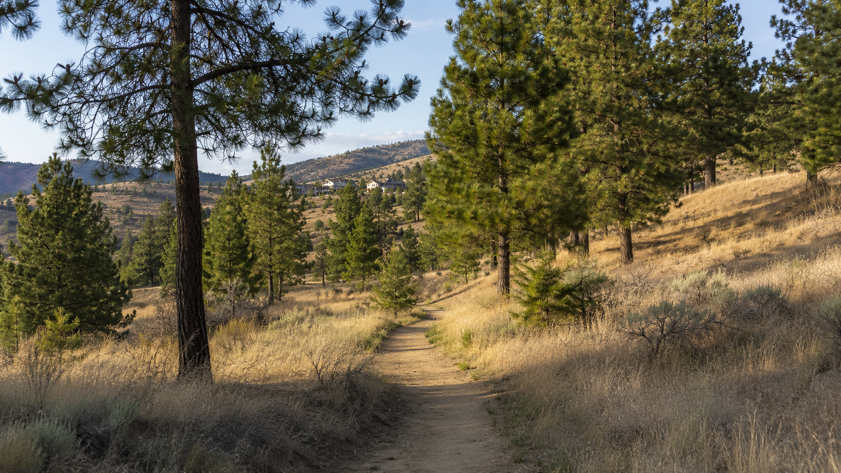 Walking trail through pine trees and golden grasses in Rose Valley.
